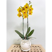퀵 배송 교대승진난 성남꽃배달 문정승진화분 양재난배달 수서꽃배달 강남축하화분 구의축하화분 강동축하화분 개업축 사무실오픈축하난 서울승진화분 서초승진난 문정난배달 영전 개업 승진, 1.화이트, 1개