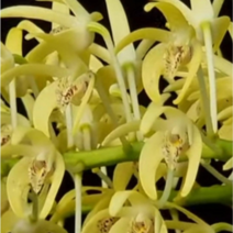 대명석곡 특 대품 꽃대 6~8개보이는상태 [이연숙TV꽃배달 ]