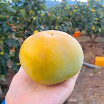 고성 태추단감 5kg 10kg, 태추단감 5kg 대 (18~20과), 1개