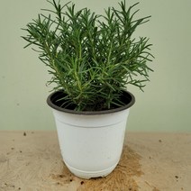 바닐라가든 로즈마리 중품39, 1개