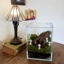 테라리움 비단 이끼 3TYPE 키트 실내공기정화식물 인테리어 화분 DIY, A, 1개
