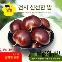 약단밤 5kg 2.5kg 생밤 천서지역 햇밤 작은밤 허베이 알밤 하북성 허베이 갓딴밤, 2kg소알(50원동전크기)