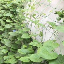 고추그물망 오이 유인줄 사각넝쿨망 500X180cm 주말농장 집에서 야채키우기용 그물끈, 1개