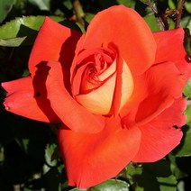 리서스원예 사계장미 땅장미 레카토 장미 나무 묘목 망포트