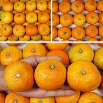 제주 하우스 감귤 명절 추석 선물세트 3kg 5kg 고당도 귤 선물용, 3kg 대과 20-25과, 단품없음