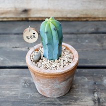 용신목-빈티지토분, 쿠팡 블루스토어 소, 소