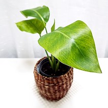 선이 고은 여인초 극락조 중품화분 공기정화식물