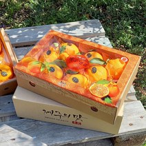 제주한라봉 3kg(8-11수 대과 선물용) 오감만족 상큼하고 과즙미 팡팡 품격있는 연말연시 과일선물세트! 명절과일선물