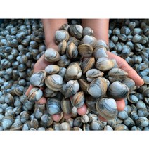 [산지직송] 서천 직접잡는 자연산 동죽조개1kg, 3kg