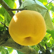 [진리마켓 정품]나주 신고배 황금배 꿀배 햇배 먹골배 안성배 하동배 못난이배 화산배 천안 성환배 서생배 상주배 신화배 원황배 3kg 5kg 10kg 15kg 특대 특과, 가정용 15kg 16-20과
