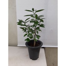 레몬나무/높이62센치정도/황금레몬