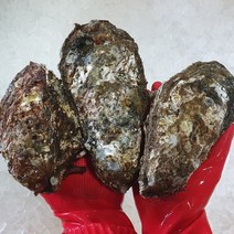 당일 채취 산지직송 통영삼배체굴 생굴 석화 벚굴 산지직송 가리비 4kg, 삼배체굴2kg+가리비2kg