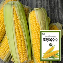 마이플랜트 노랑 초당옥수수 씨앗 100립, 단품