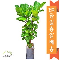 고급대형 화분 개업 축하 화분 전국 당일배송, 10. 떡갈나무, 1개