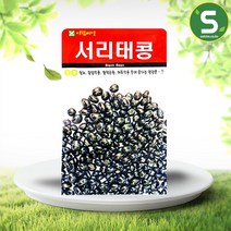 서리태콩 3개입 씨앗 검은콩, 1개