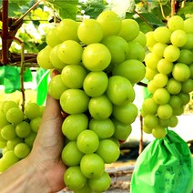 천안 샤인머스켓 씨없는청포도 봉지 선물 세트 특상품 1kg 2kg, 하늘바라기 샤인머스켓 특상품 1K