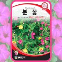 분꽃 씨앗 4g 꽃씨 꽃씨몰 종자 분화 자화분 자미리 자말리엽 소포장, 단품