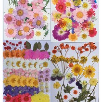 압화 누름꽃 압화공예 압화재료, Q5