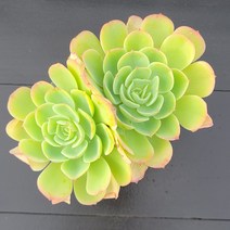 꽃다리 샤올렌시스 48 다육식물 다육이 아이만 배송