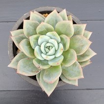 꽃다리 화이트샴페인 48 다육식물 다육이 아이만배송