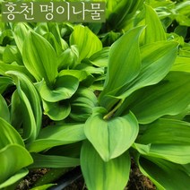 바로보담 명이나물 1kg 2kg 3kg 잎명이 대명이 강원도 홍천 산마늘 명이잎 햇명이 수확시기 예약상품, 잎명이 2kg(3월 말 순차발송), 1개