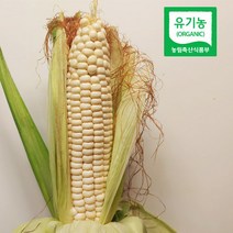 강원도 홍천 유기농 미백찰옥수수 10개 20개 30개, 안젤라 유기농 옥수수 20개