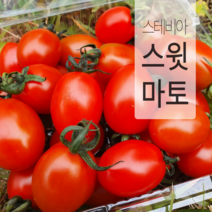레드 스윗마토 스테비아 방울토마토 대추방울토마토 토망고, 500g, 1개