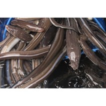 갓잡아 손질한 장어 아니고회 장어구이 장어뼈 곰장어 바다장어 당일손질 (1kg 약 2-3인분) 소스증정, 바다장어 중사이즈 1kg=32000, 1개
