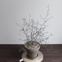 행복레시피 마오리 코로키아 실버 코토니스터 독일그레이토분SET(중형.대형), 마오리 독일그레이SET_대형(받침대 포함)