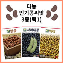 주주씨앗 다농 인기콩씨앗 3종 / 서리태 백태 땅콩 종자 씨 / 메주콩 검은 서리태콩 땅콩 씨, 백태콩(메주콩)30g, 1개