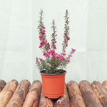 [하늘꽃농원] 호주매 해를 좋아하는 붉은 꽃나무, 1개