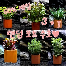 포트 수초 3+1 4개 키우기 쉬운 수초 토분 수초