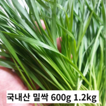 국내산 밀싹 밀순 600g 1.2kg 즙용채요 즙용 건강즙재료 클렌즈주스 재료 밀 싹