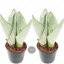 트리앤 1+1 스투키(7~12촉) 문샤인 금전수 미세먼지제거, 11. 1+1 문샤인 + 문샤인 1개