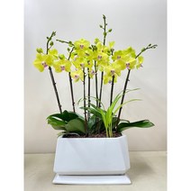 퀵 배송 양재화분배달 송파서양난 전시회축하문구 퇴임식문구 송파화분배달 서초화분배달 서초축하난 송파축하난 양재축하난 인사난문구 인사이동화분문구 퇴임식문구 승진축하문구 축하문구, 2.핑크