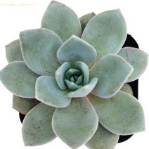 독일샴페인 다육이 붉게 예뻐지는 다육 식물 랜덤1-60