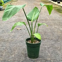 무배특가 여인초 극락조 중품 공기정화식물 집들이선물 반려식물 40-60cm 99s, 1개