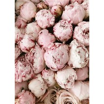 프라모델도색 건담마카 프라모델니퍼 타미야 스프레이 ruopoty frame diy painting by numbers pink rose flowers acrylic paint, 9910077, 60x75cm DIY 프레임