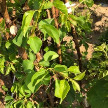 살구나무 B3-60 묘목 최소구매2개 (청아원예조경), 살구B3-60 특묘