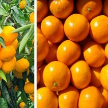 제주도 명품 타이벡 타이백감귤 로얄과 5kg 노지감귤 당도높은귤 직배송