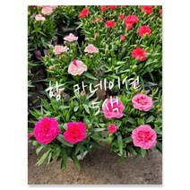 향기 카네이션 특 5개묶움 공기정화식물/미세먼지/공기정화효과 공기정화식물