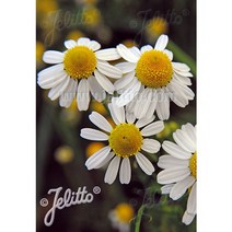 피어나라야생화 케모마일 씨앗(즐로티 란) 1set 200립, 1개