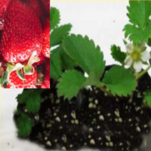 (HY소망)킹스베리딸기모종 32개