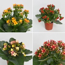 칼랑코에 카랑코에 가랑코에 식물 소형 모종 공기정화식물 생화 칼란코에 다육식물 꽃모종, 핑크 1개