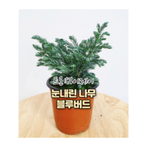 트리바이제이 블루버드 그늘에서잘자라는식물 실내공기정화식물 반려식물 거실화초, 소형 블루버드+인테리어 화분