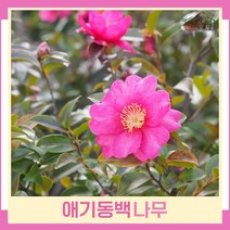 동백나무 묘목 애기동백 삽목2년생 뿌리묘 5개