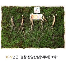 산삼어람 평창 산양삼 산양 산삼 장뇌삼 9년근 사포닌 진세노사이드 뿌리삼 전체식 산삼주 효도 선물 5뿌리, 1세트