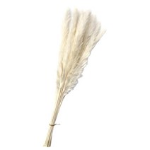 GHSHOP 말린 억새 풀 무리 꽃다발 Phragmites 갈대 꽃, 길이 50cm, 말린 꽃, 화이트 15Pcs