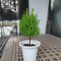 나인에잇틴 35~50cm 율마 외목대 중품 69 공기정화식물 허브