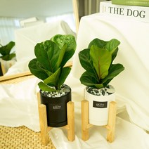 그라토 실내공기정화식물 떡갈 고무나무 미니화분 우드스탠드 산세베리아 화분, 소형화분 블랙 + 우드스탠드